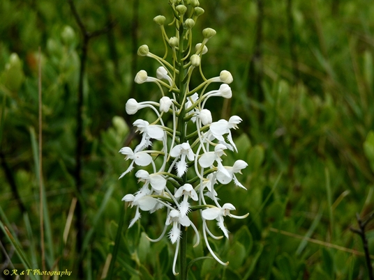 {Platanthera conspicua}
